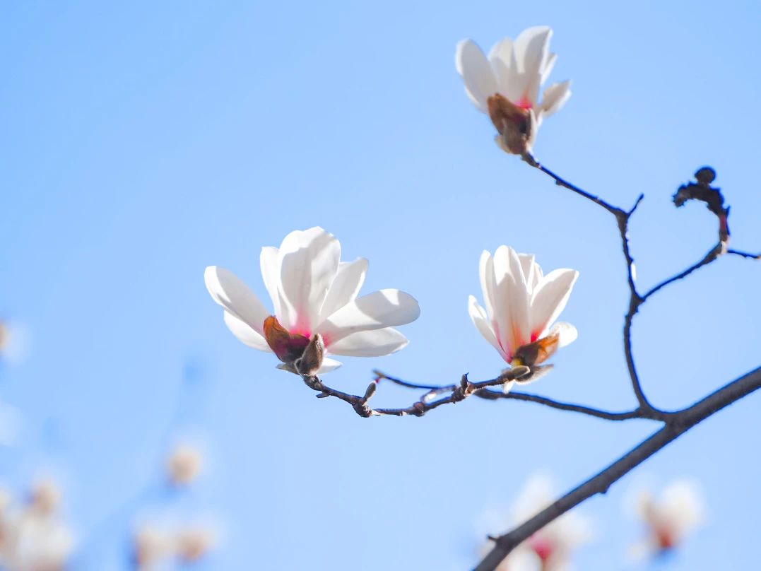 今日清明！花开大工，遥寄思念