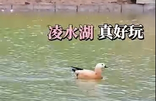 春“湖”水暖鸭先知！
