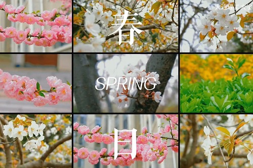 春风有信，花开有期