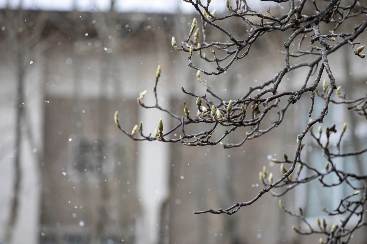 三月飞雪！这是今天的大工！