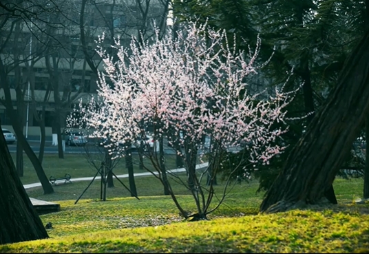 以满树桃花迎接大工的春天