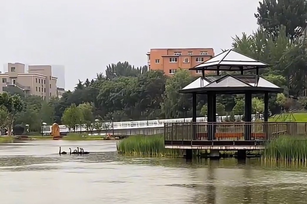 你欣赏过雨中的凌水湖吗？下雨天，天鹅们在干啥？