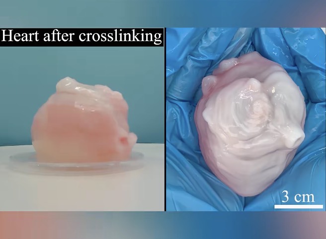 提出生物3D打印新思路！日前，大工机械工程学院赵丹阳教授课题组合作成果以“工程人体组织和器官假体的多尺度浸入式打印”为题，发表于《美国国家科学院院刊》（PNAS）