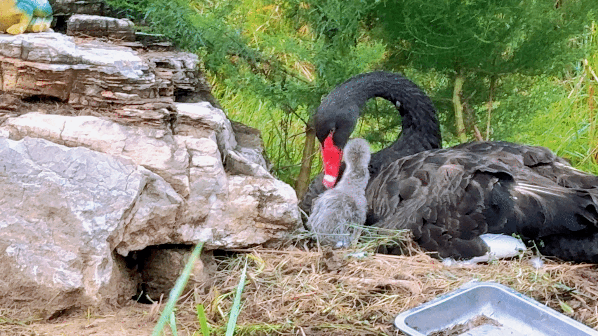 开学季，迎“新生”，大工天鹅家族添新丁啦！