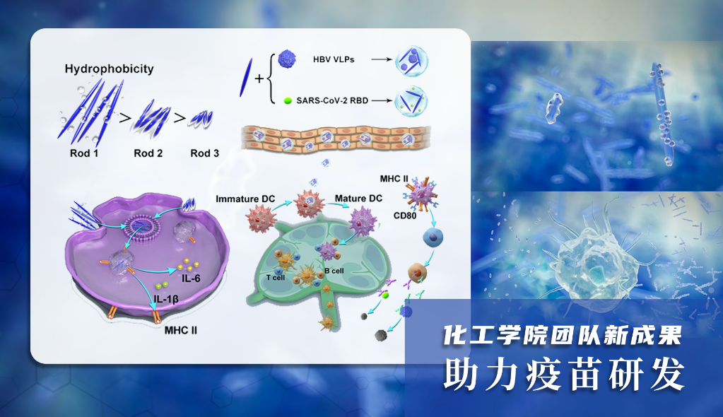 化工学院团队新成果助力疫苗研发